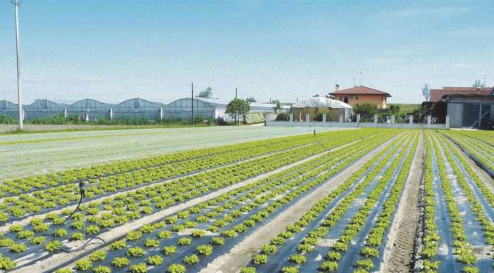 Bioteli in agricoltura biologica: intesa fra Federbio e Assobioplastiche per avviarne la sperimentazione