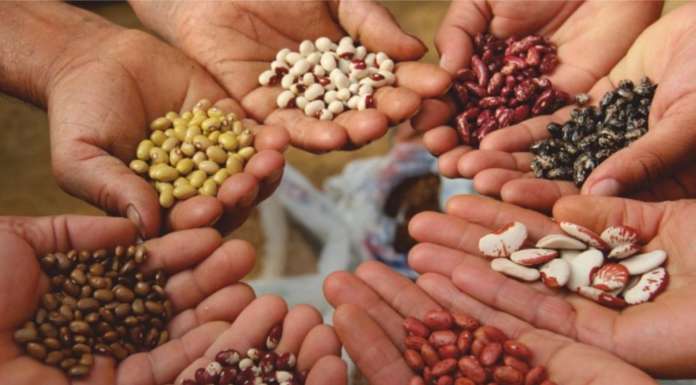 Fao: la riduzione della biodiversità agroalimentare mette a rischio la sicurezza alimentare dell’umanità