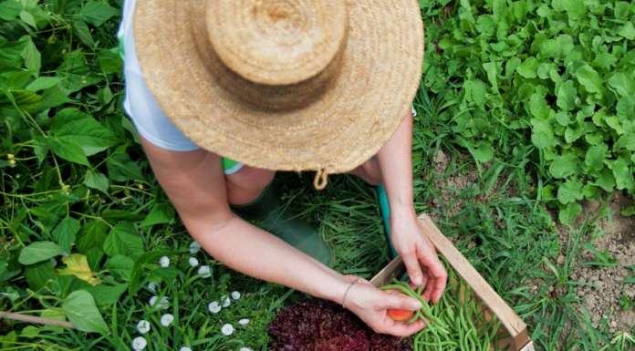 La certificazione bio di gruppo: riduzione dei costi, ma non solo