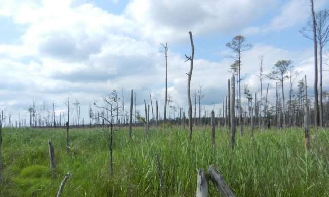 18.000 piante messe a dimora tra la Calabria e il Friuli Venezia Giulia