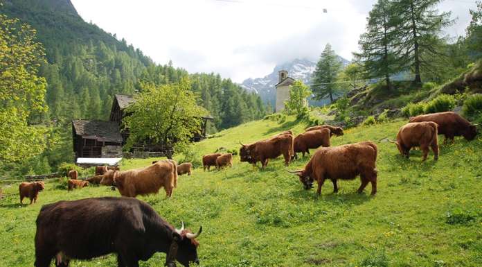 Corso di perfezionamento in Zootecnia Biologica