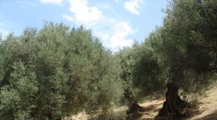 Xylella: l’emergenza da fermare è l’art. 8 del Decreto Emergenze