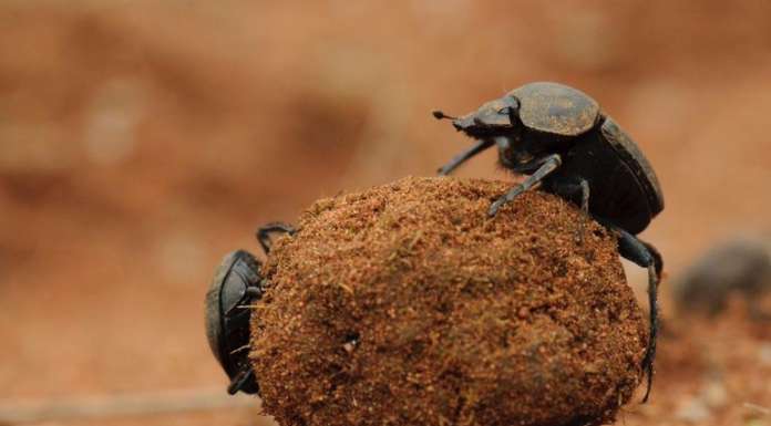 L’agricoltura biologica riduce la diffusione dei patogeni alimentari?