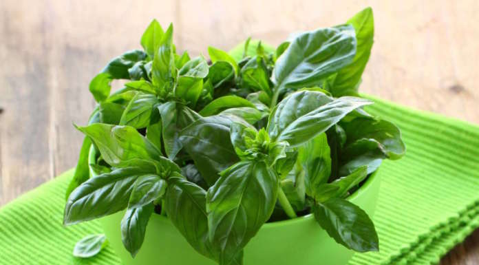 Quanto amate il basilico? Vediamone i pregi in abbinamento ai cibi dell’estate