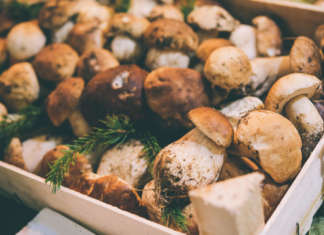 Sagra del fungo porcino (RI)