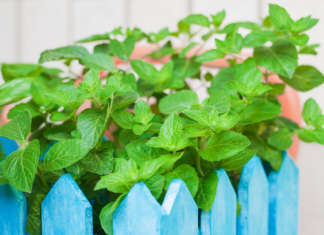 Aromatiche, il potere delle erbe