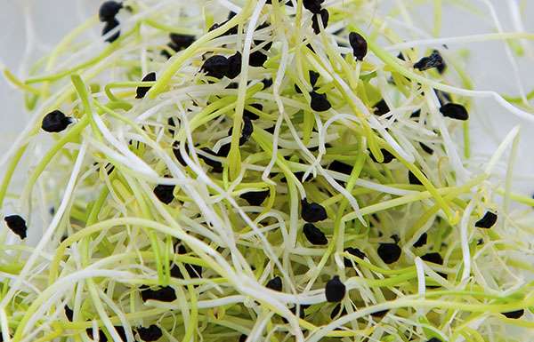 La bontà dei germogli, concentrati di salute e gusto