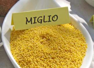 Quanto è buono il miglio, consigli e usi in cucina