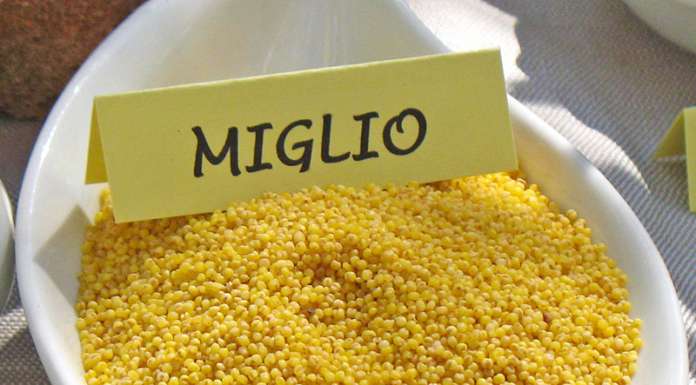 Quanto è buono il miglio, consigli e usi in cucina