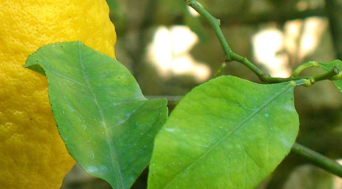 Le foglie di limone così utili in cucina
