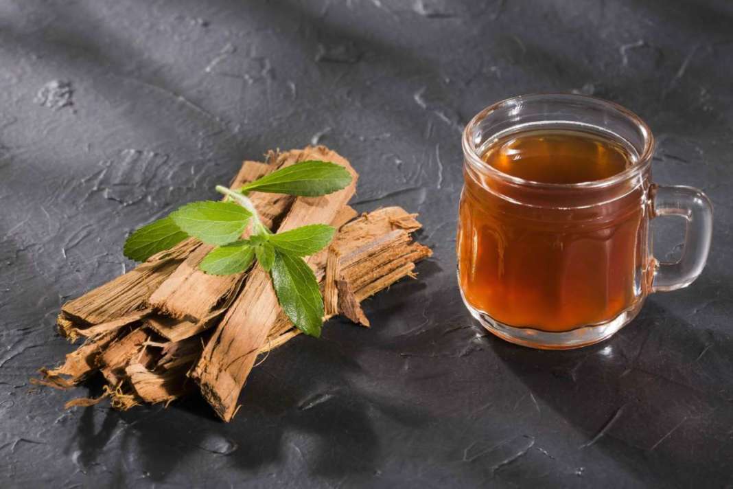 Uncaria tomentosa - Medicinal plant of the Peruvian jungle