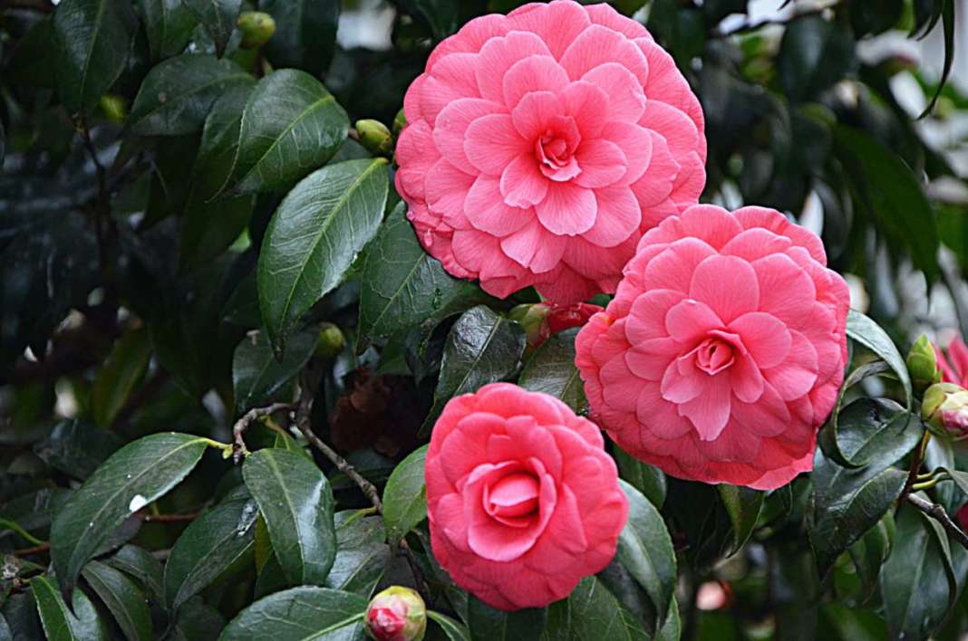 japanese camellia beautiful pink flowers in the garden camelie