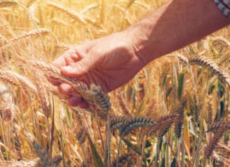 rese del biologico, contadino in campo di frumento