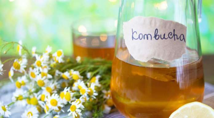 Non tutti i kombucha sono uguali: la scelta del tè è importante kombucha