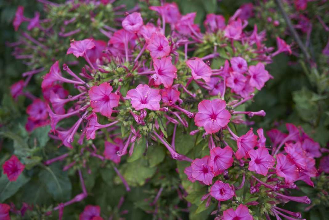 fiori