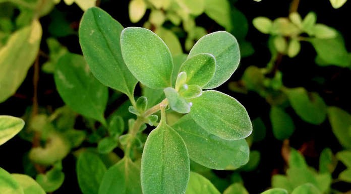 Maggiorana, che buona con i piatti dell’estate!!!