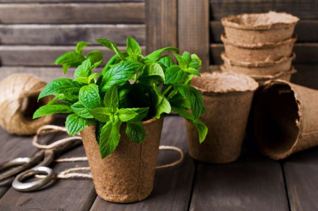 menta