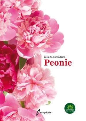 peonie
