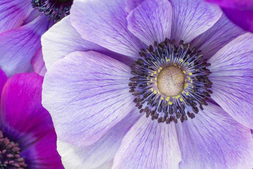 anemone