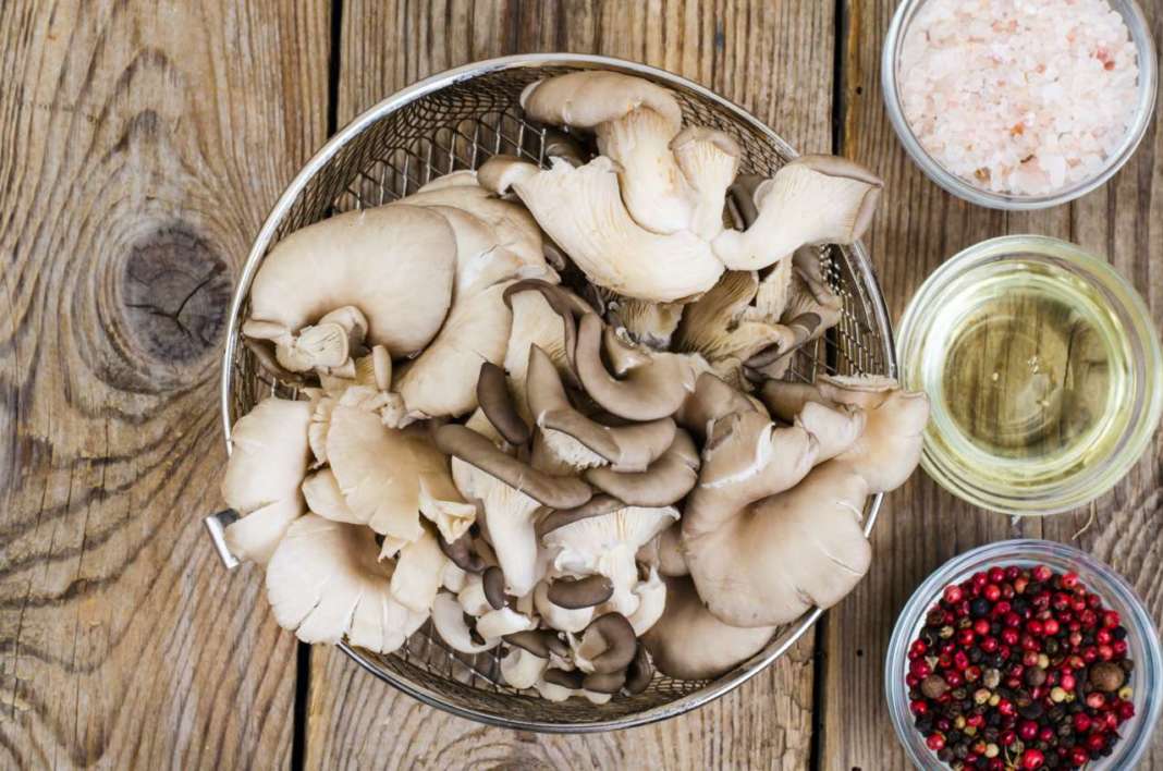 oyster mushroom