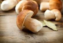 funghi porcini