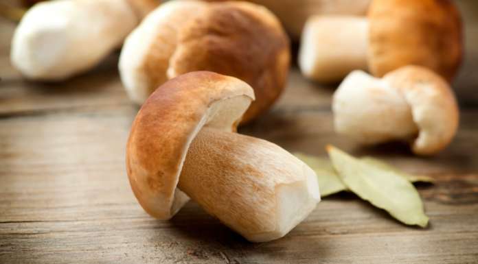 funghi porcini