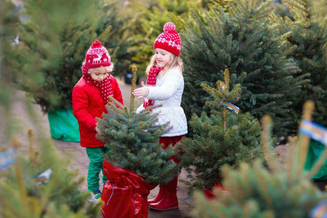 albero di natale