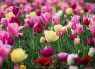 appuntamenti floreali