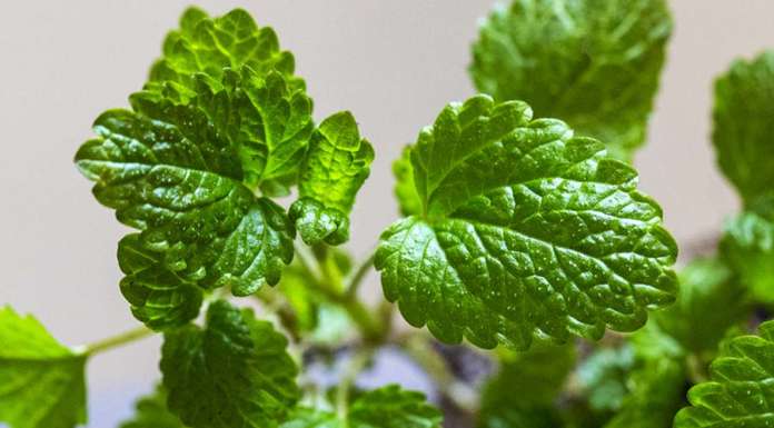 Un condimento speciale con la profumata melissa