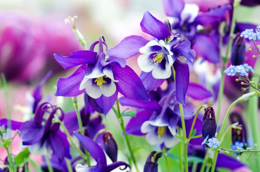 aquilegia