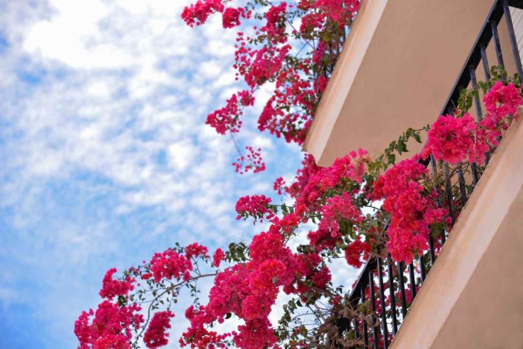 bougainvillea