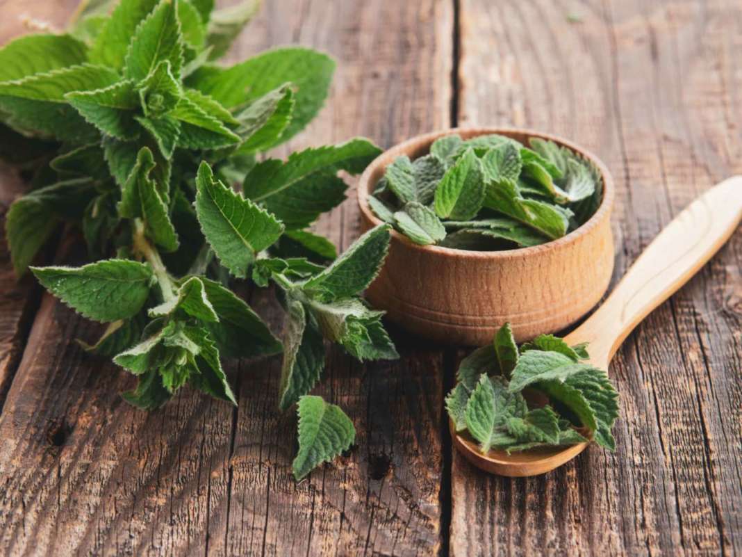 menta
