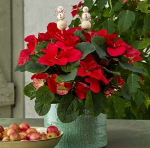 stella di natale