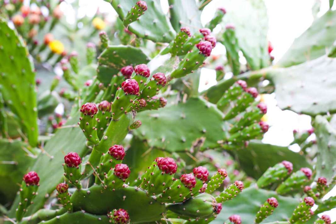 cactus