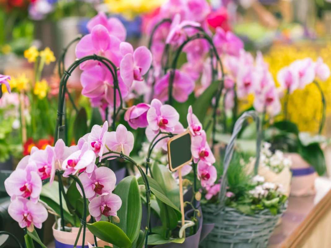 orchidee