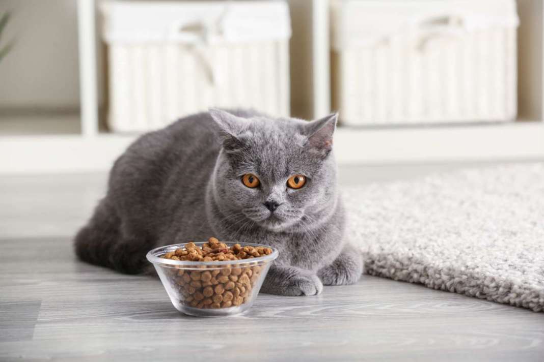 perché il gatto non mangia