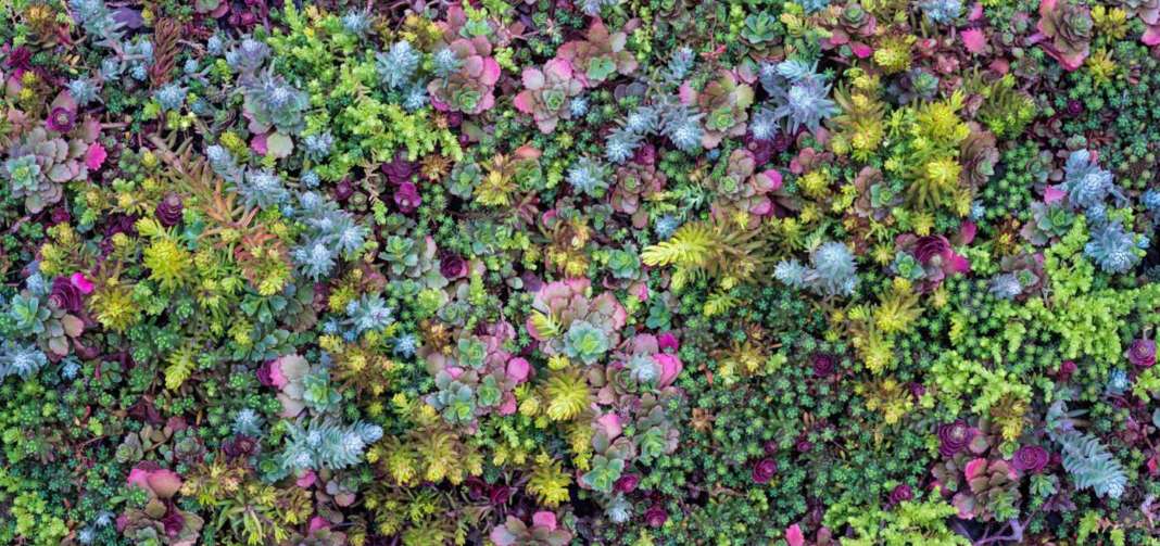 sedum