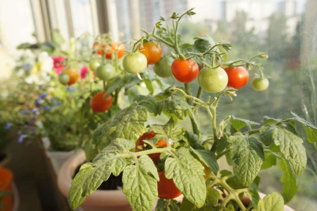 seminare i pomodori