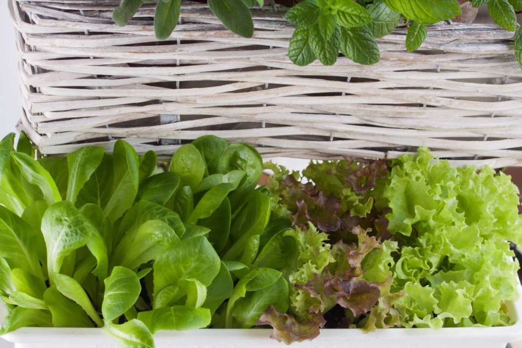 Coltivare l'insalata