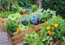 Cosa piantare a giugno nell’orto e sul balcone: le varietà migliori orto giardino