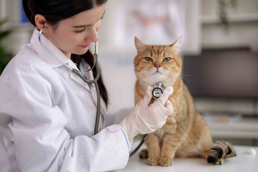 paura del veterinario
