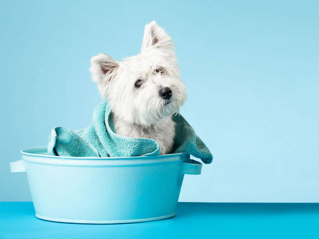 Ogni quanto lavare il cane?