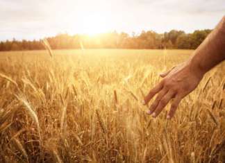 come si misura l'energia del cibo