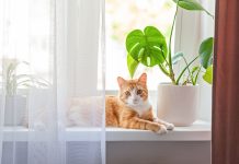 Gatti felici in casa