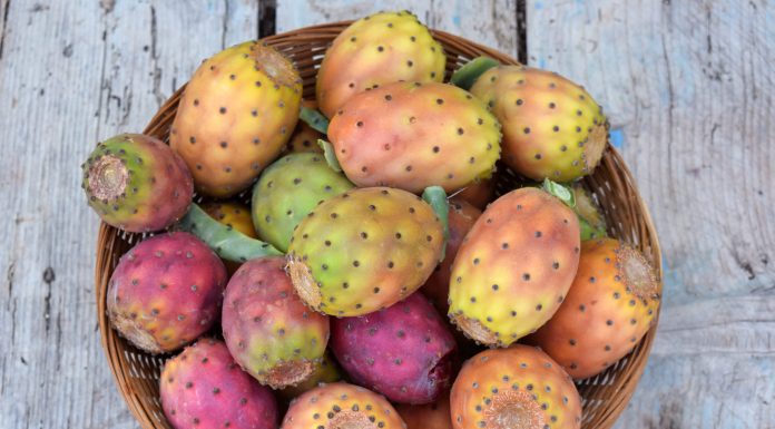 Cinque cose da sapere sui fichi d’India