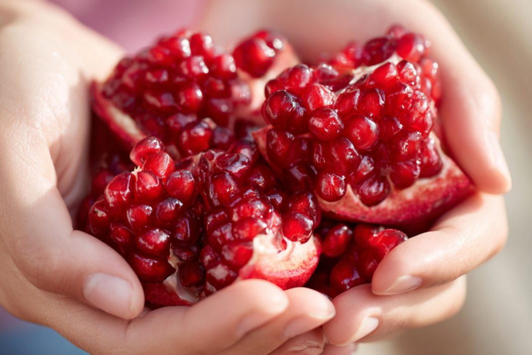 Holding fresh pomegranate seeds in hands during harvest season at a local orchard