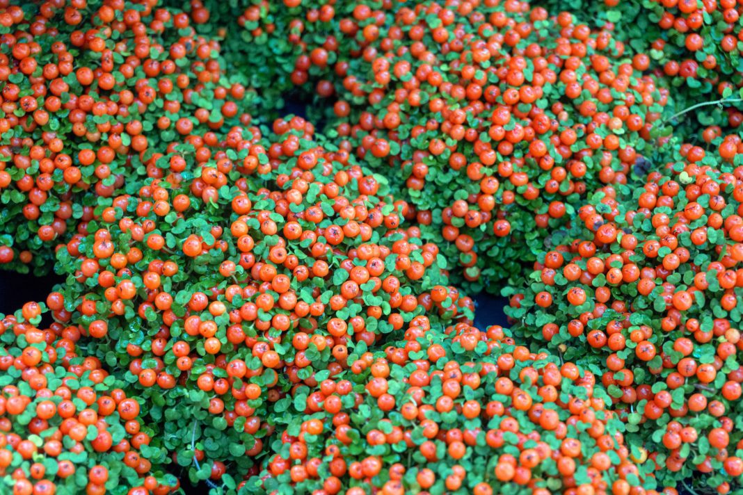 nertera granadensis planting in gaden