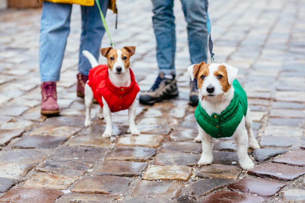 Cropped image of a legs of friendly couple walking with leashes Jack Russel terrier dogs together on the city street.