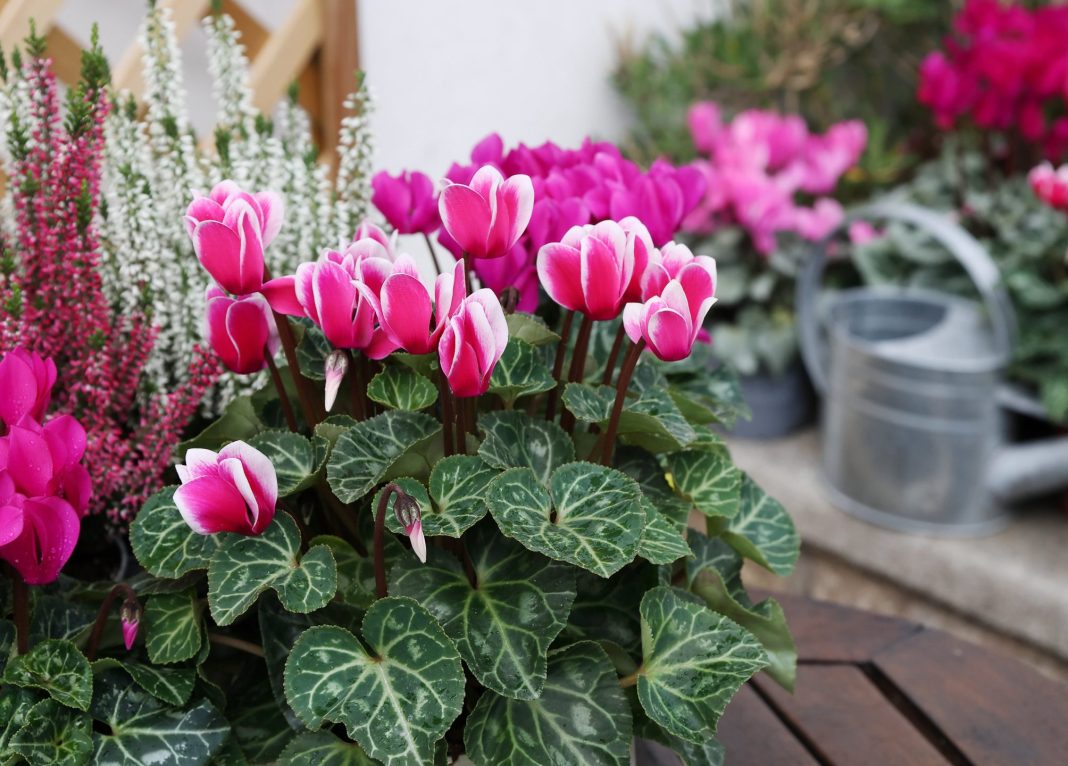 Autumn flowers of cyclamen in pot in the garden. Water can on background with copy space.