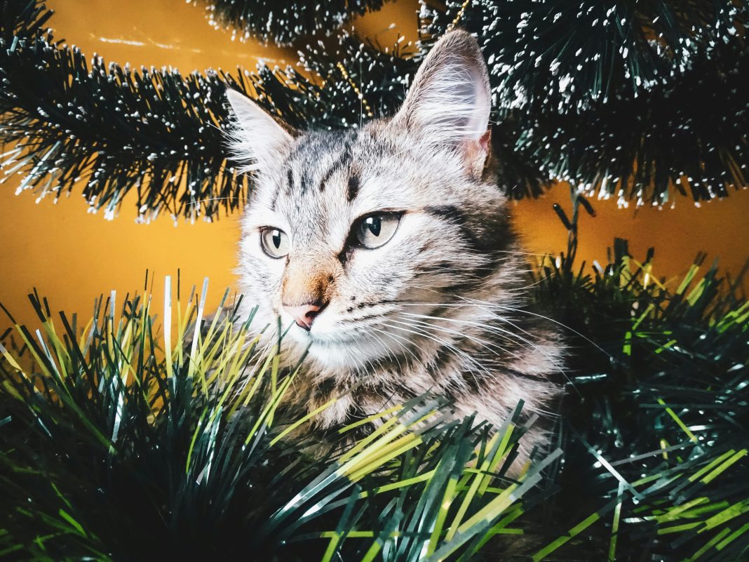 piante di natale tossiche per cane e gatto